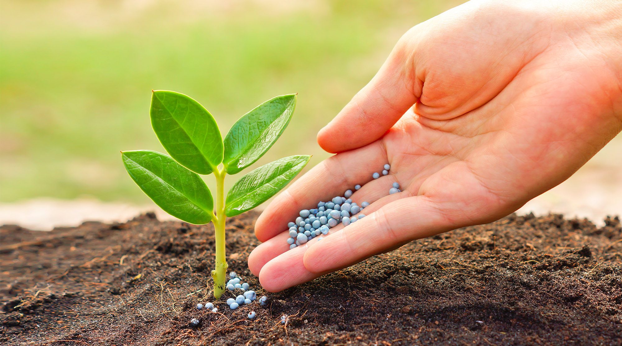 fertilizando-plantacao