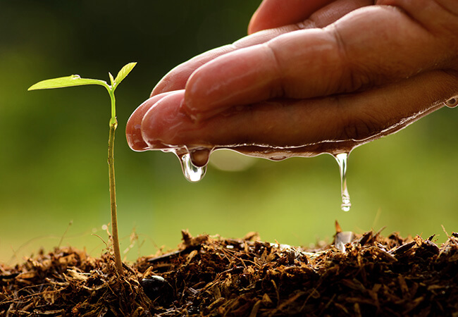 fertilizando-plantacao
