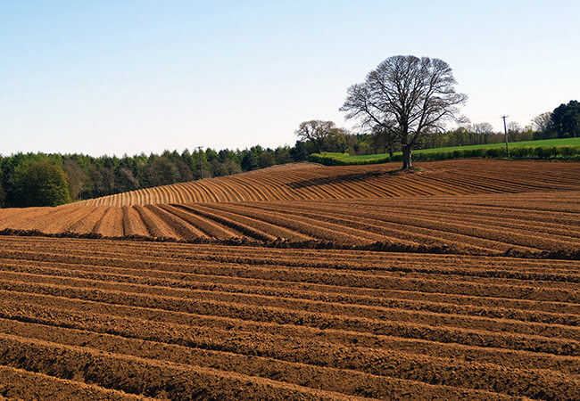 campo-arado