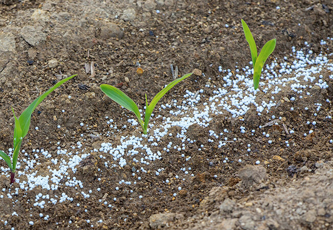 fertilizando-granulado